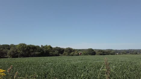 Campo-De-Maíz-Agrícola-Cultivo-De-Tierras-De-Cultivo-Que-Sopla-En-La-Brisa-Mariposa-Se-Mueve-A-Través-De-La-Escena