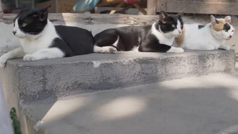 Un-Grupo-De-Gatos-Yacen-En-Las-Escaleras