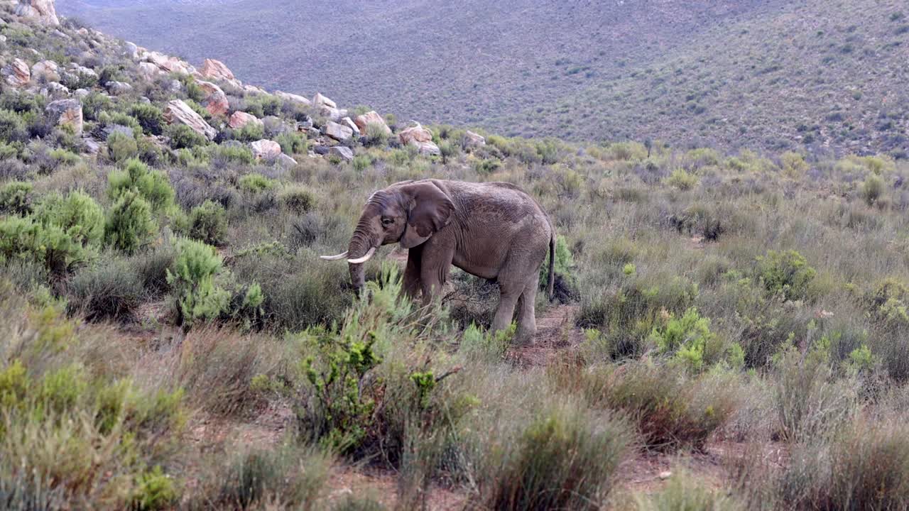 먹이를 찾기 위해 트크를 사용하는 큰 포유류의 측면 뷰. 비가 오는 날 야생 동물에서 코끼리. 사파리 공원, 남아프리카
