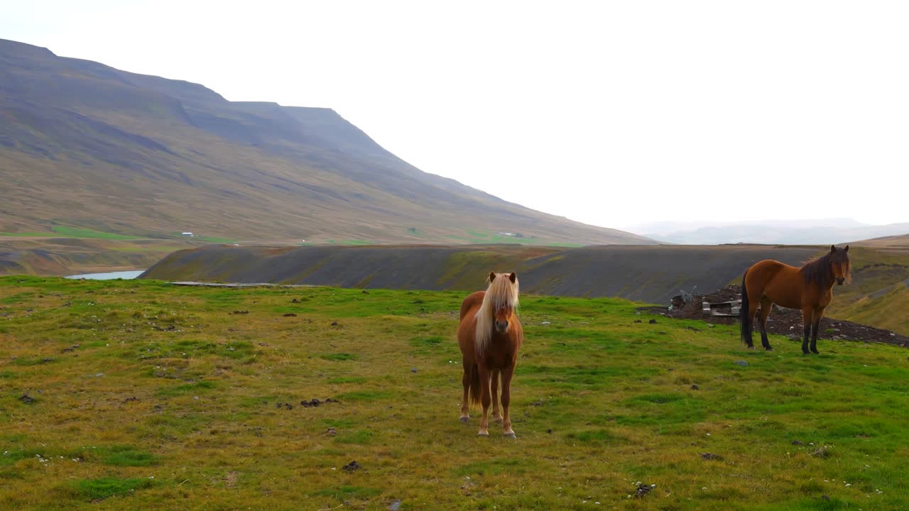 caballos salvajes islandeses de pie en un campo de montaña cerca de un río en islandia