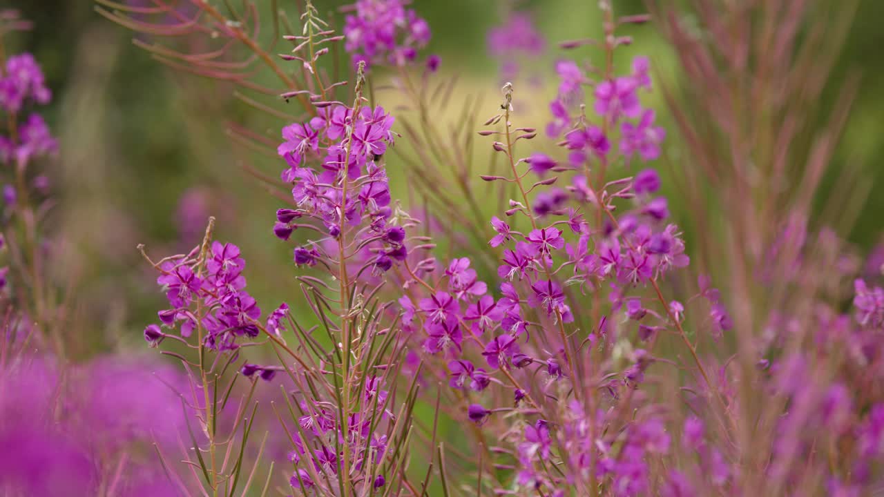 Primi piani di vivaci fiori di epilobio che si muovono delicatamente nella luce naturale soffusa, profondità di campo ridotta
