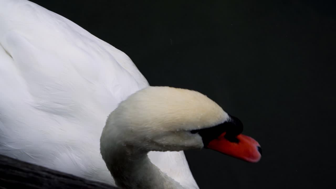Closeup of swan on lake near shore, moving head