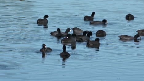 american coot flock feeding together in a lake at merrit island, florida