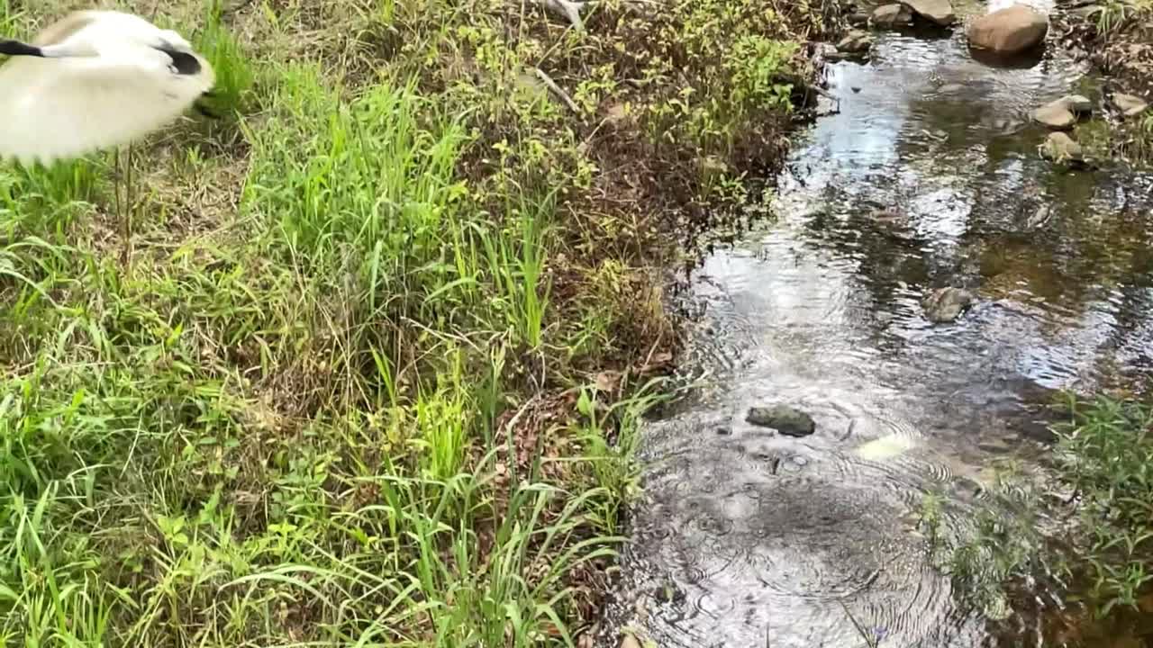 4K slow motion Video of an ibis bird taking off from a small creek in Australia