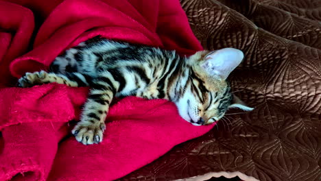 a cute and tender baby cat and puppy sleeping on a sofa covered with a red blanket
