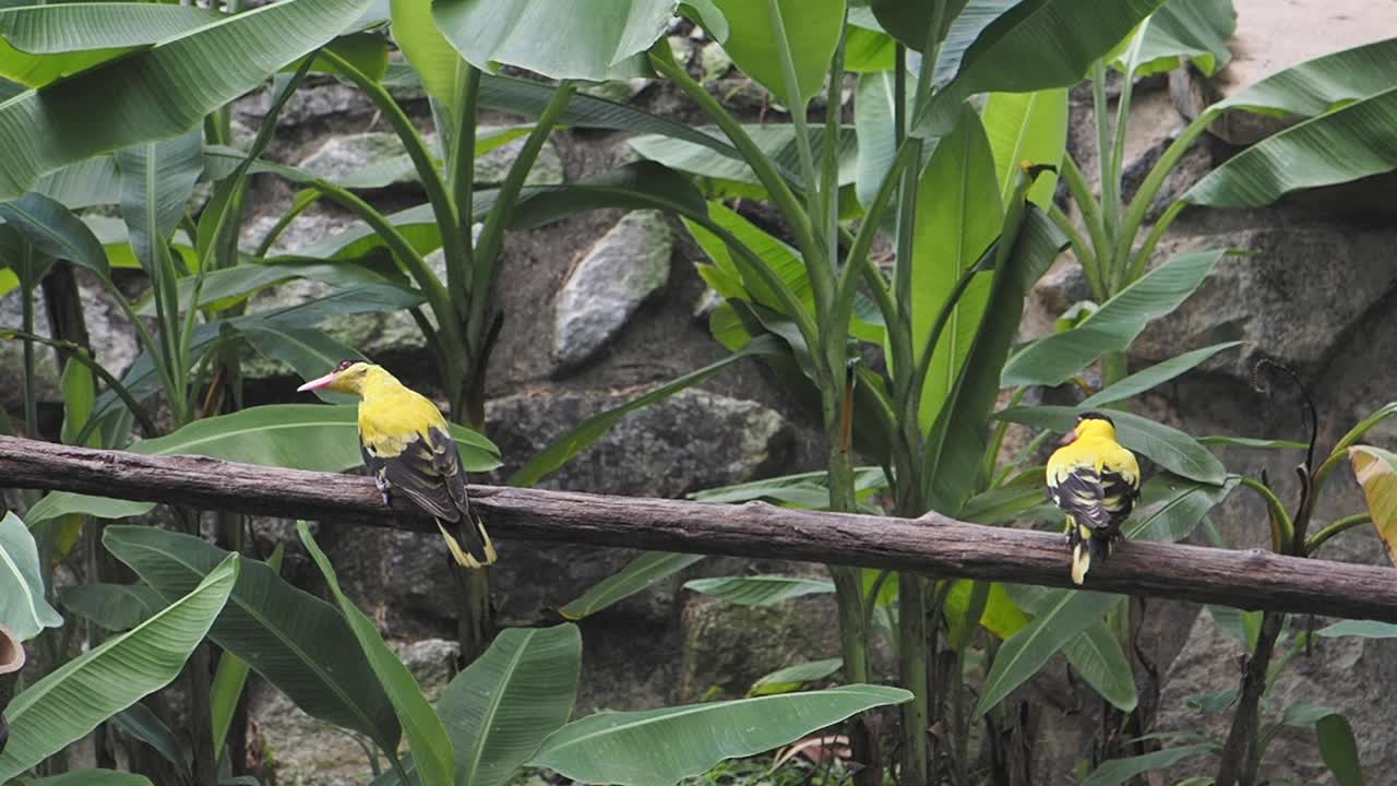 Birds in natural habitat