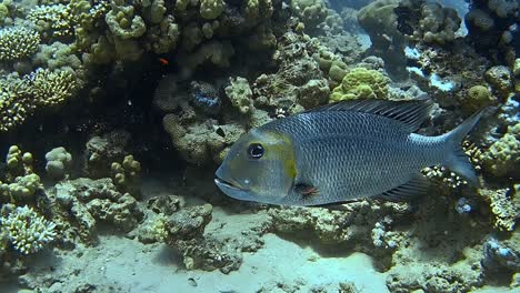 underwater shots while diving on a colourful reef with many fishes.