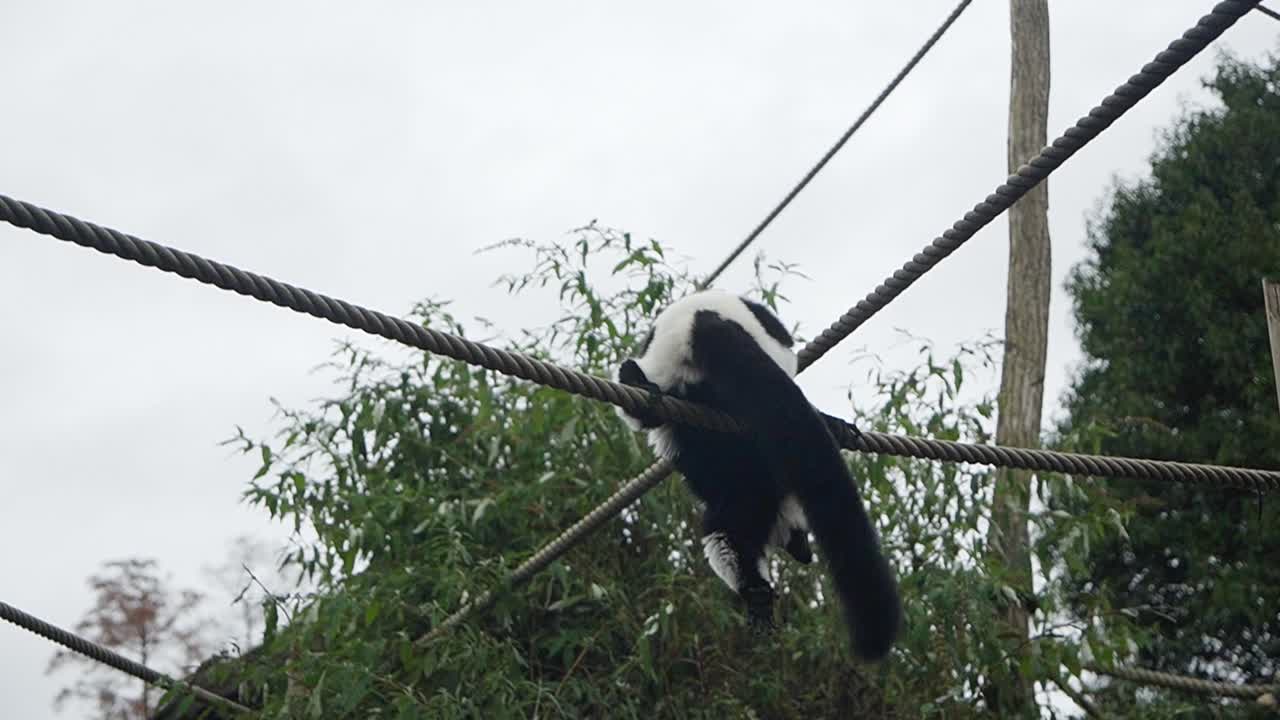 mono lemur de rufo negro y blanco caminando sobre una cuerda en el parque animal, colgando al revés