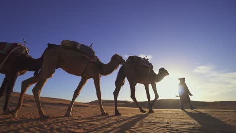 a man leading a camel train across the moroccan sahara desert, morocco, africa