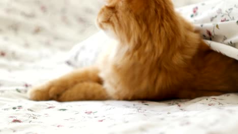 cute ginger cat lying in bed. fluffy pet comfortably settled to sleep under blanket. cozy home background with funny pet