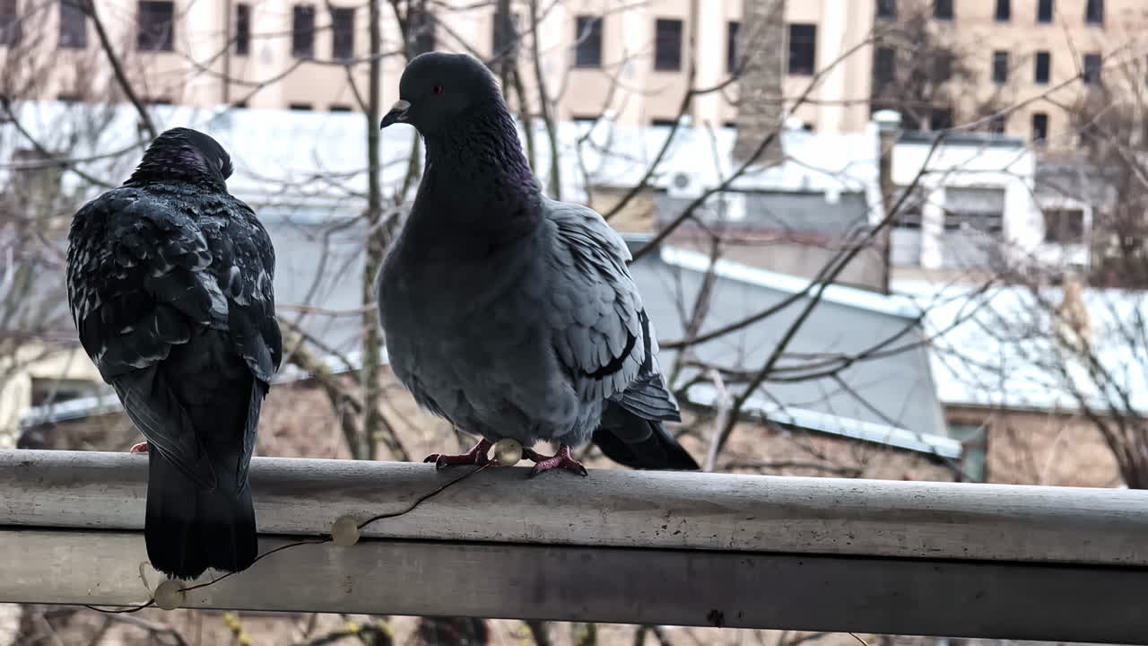 Detailní záběr dvou holubů sedících na parapetu, kteří zvědavě pozorují, zpomalený záběr