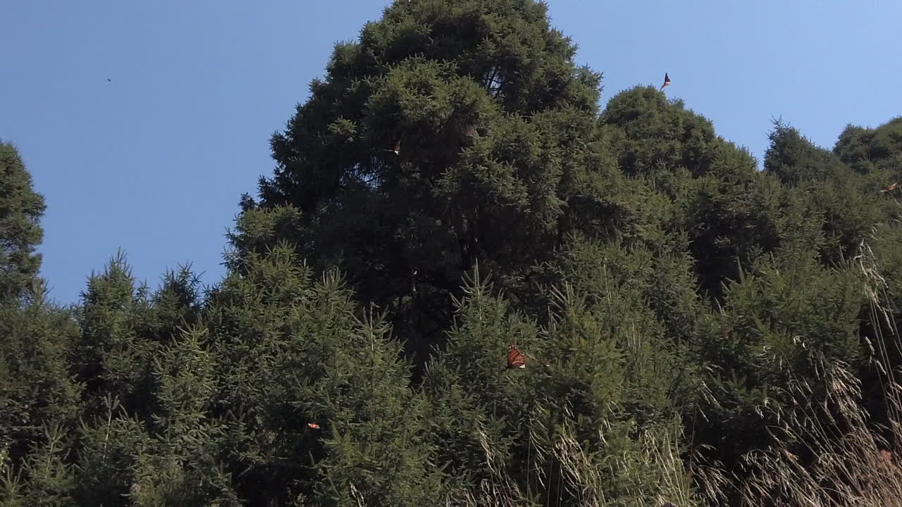 카메라 근처를 지나가는 모나크 나비의 슬로우 모션 샷