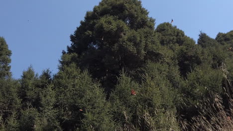 toma en cámara lenta de mariposas monarca pasando cerca de la cámara