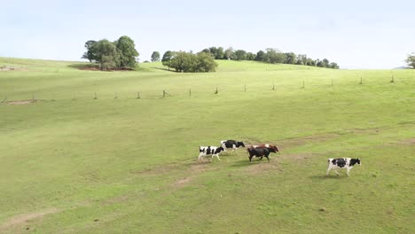 Ganado-Paseando-En-Campo-Verde-En-Un-Día-Soleado