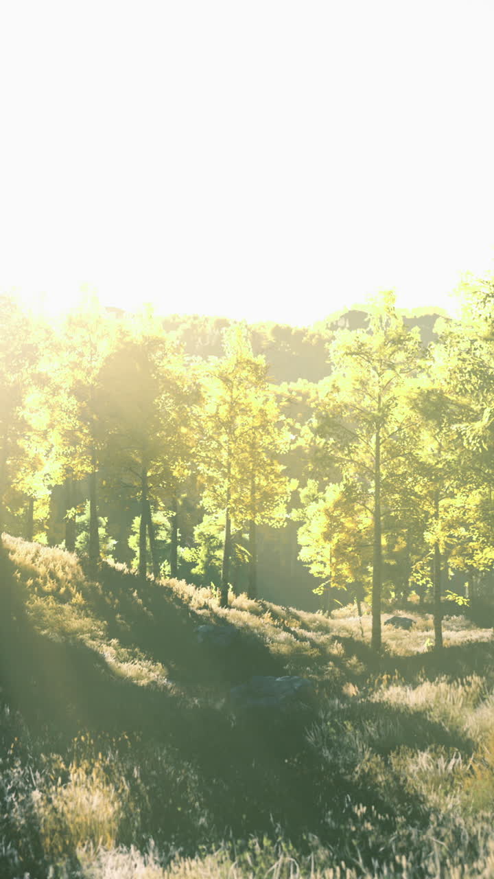 Morning sunlight filters through trees in a peaceful forest