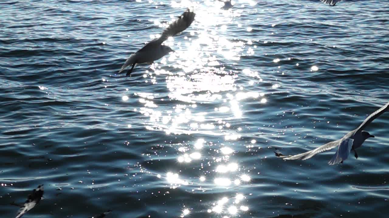 Seagulls and sea. Slow motion