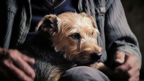 an intimate moment: a heartwarming bond between an elderly man and his loving dog, captured in two frames of affection and companionship