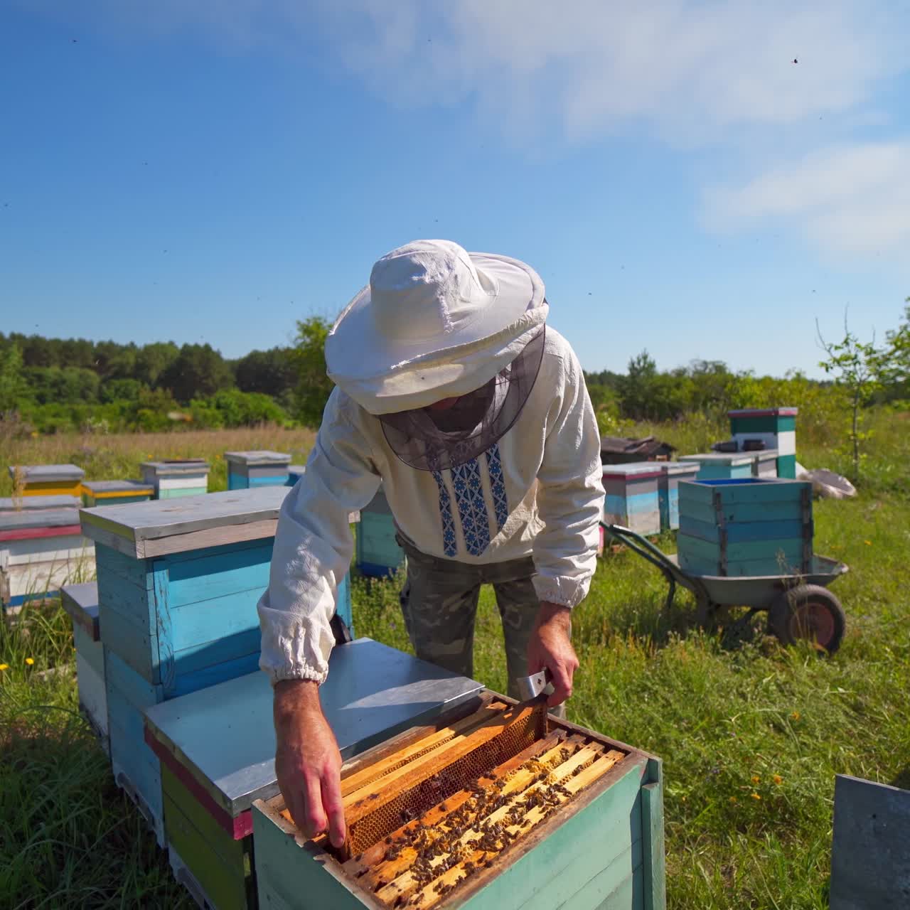 Farmer on the apiary. Male apiarist in protective hat examining bees in wooden hives. Beehives among green nature under blue sky. Apiculture.