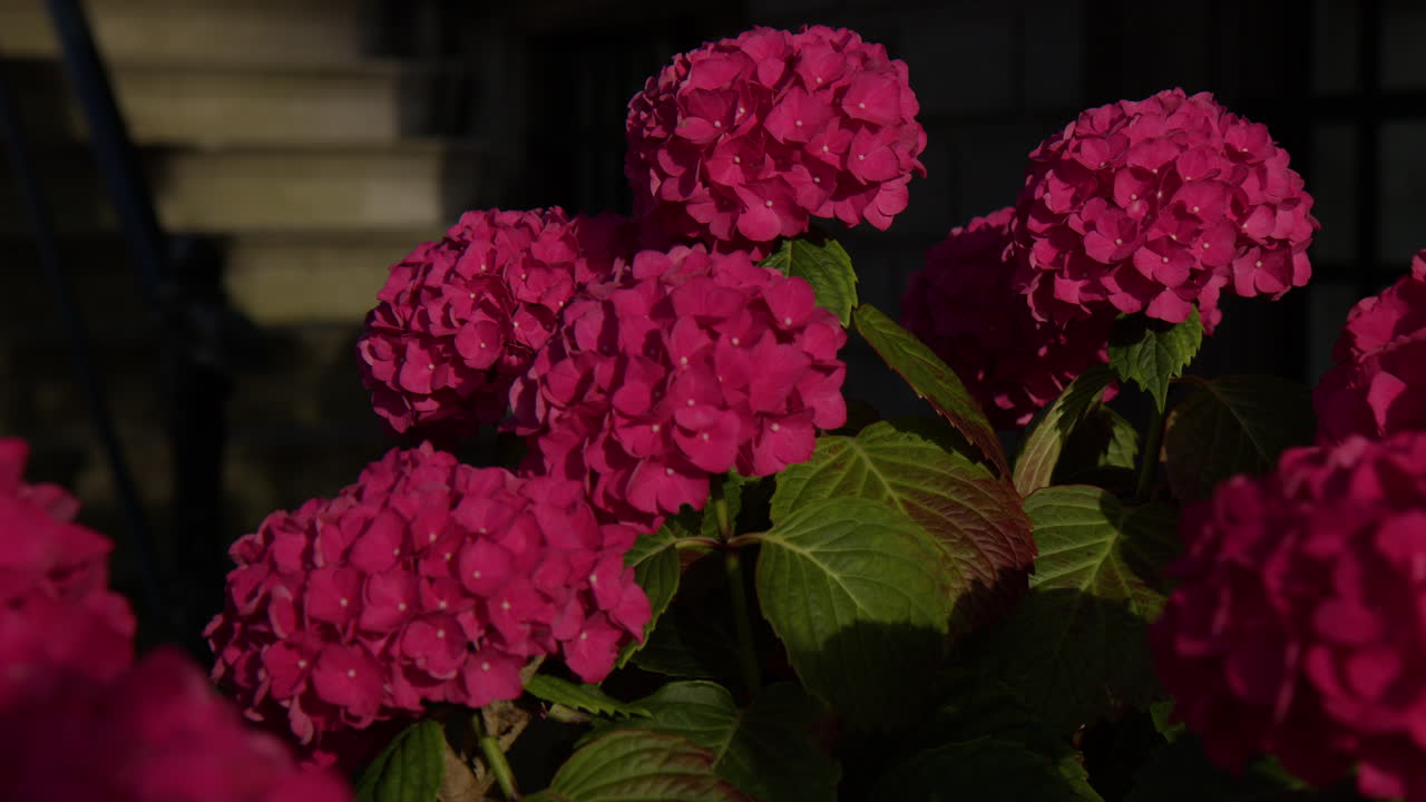 Colorful Flowers In A Park In Amsterdam, Netherlands, Close Up