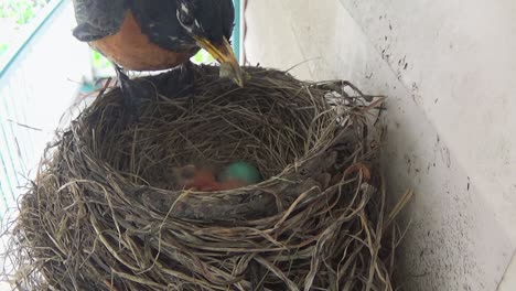 Zwei-Kleine-Rotkehlchenbabys-Werden-Mit-Maden-Gefüttert,-Während-Zwei-Blaue-Eier-Im-Nest-Bleiben