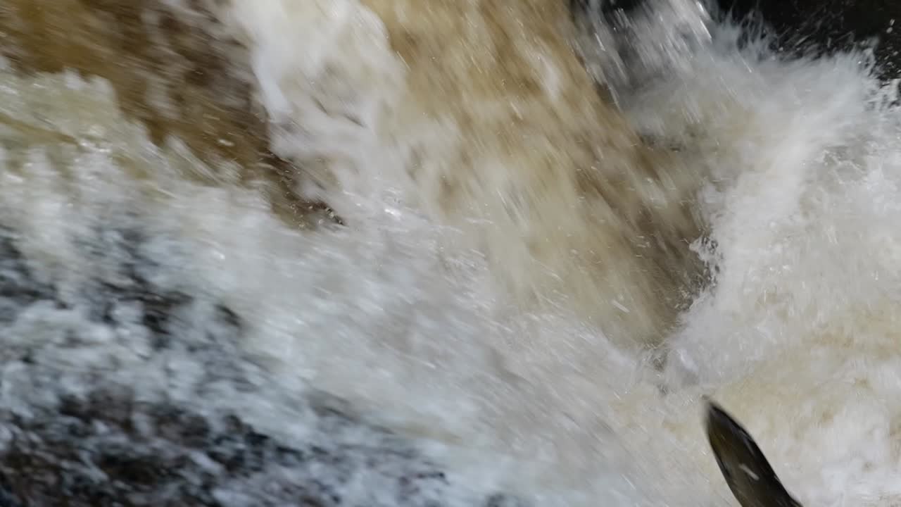 A powerful salmon leaps up a rushing waterfall, glistening as it battles the powerful currents. Tripod shot slow motion