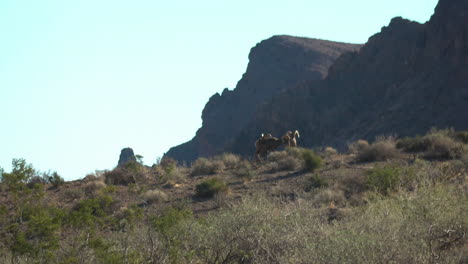 bighorn sheep grazing in the valley of fire