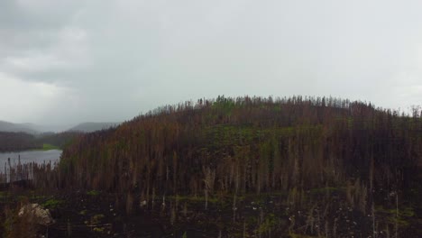rain falls on burnt forest giving hope for regrowth
