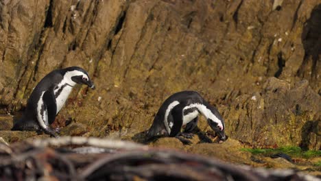 two penguins near rocky shore at bettys bay, capturing curiosity mood