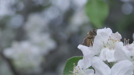 Cerca-De-La-Abeja-Del-Jardín-Polinizando-Un-Tiro-Deslizante-De-Manzano