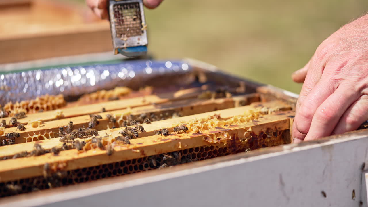 Industrious male hand places little metal cage with bee queen between the frames. Close up. Blurred backdrop.