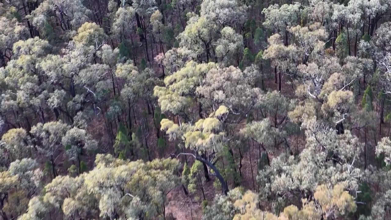 Prise de vue aérienne par drone survolant la brousse indigène et les eucalyptus dans la forêt de Goonoo, Australie