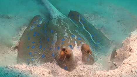 Blue-spotted-ribbontail-stingray-digging-in-sand-searching-for-food