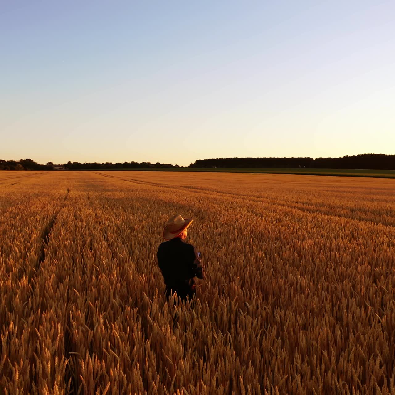 Panoramic view of a golden field. Farmer inside the big plantation of wheat. Man in straw hat examining agricultural plants at sunset.