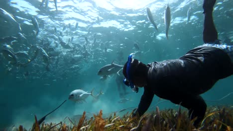 Unterwasser-Tierwelt-Des-Karibischen-Ozeans-4k