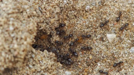 close up of a colony of black garden ants crawling on the ground and bringing food into the anthill