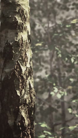 close-up of tree bark in a forest