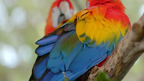 Pair-of-macaw