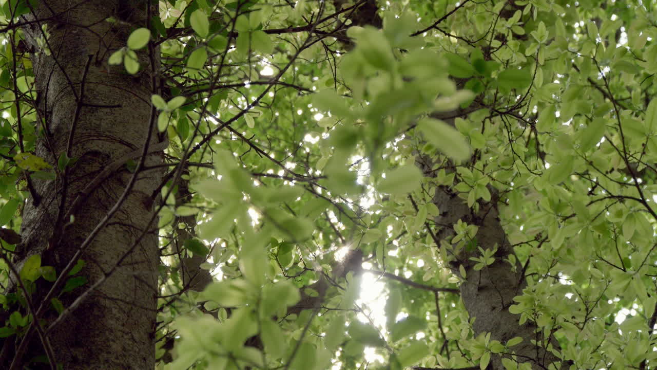 A beautiful scene of fresh green leaves illuminated by sunlight, swaying gently in the wind, showcasing the delicate nature of foliage and the beauty of the outdoors.