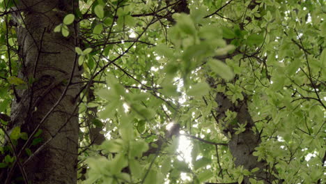 a beautiful scene of fresh green leaves illuminated by sunlight, swaying gently in the wind, showcasing the delicate nature of foliage and the beauty of the outdoors.