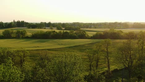 Rolling-hills,-green-farm-crop-fields-during-magic-hour,-beautiful-scenic-setting,-aerial-drone-view