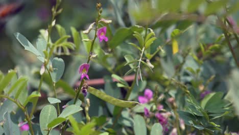 avispa volando en los arbustos y flores verdes