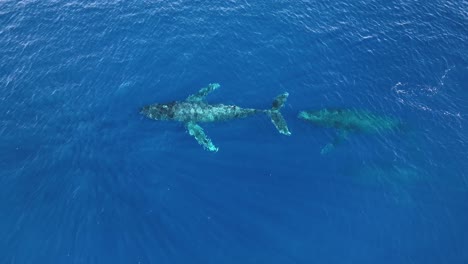 Aerial-Of-Humpback-Whales-In-Maui.-Winter-Migration