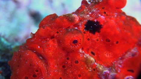 red warty frogfish antennarius macuatus) super close up on coral reef