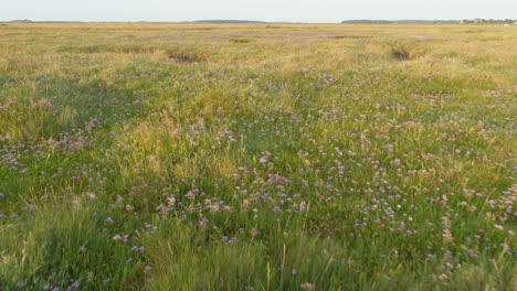 Low-Aerial-Drone-Shot-Flying-Over-Green-Salt-Marsh-with-Flowers-at-Sunset-in-North-Norfolk-UK