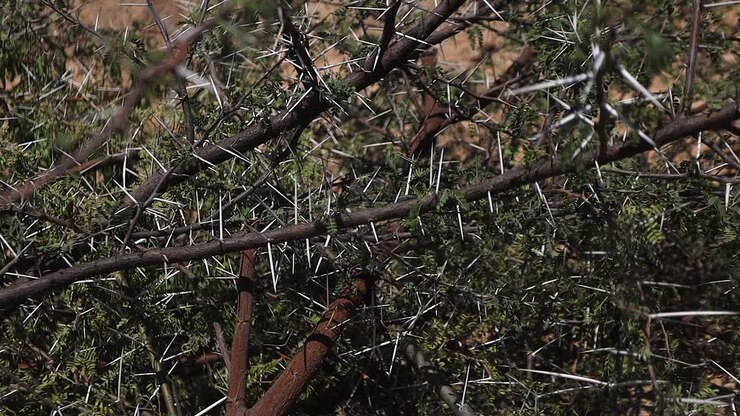 Panoramica lungo rami potati, appuntiti e spinosi di alberi di acacia spinosa