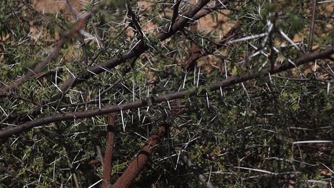 pan along lopped sharp spikey branches of acacia thorn trees