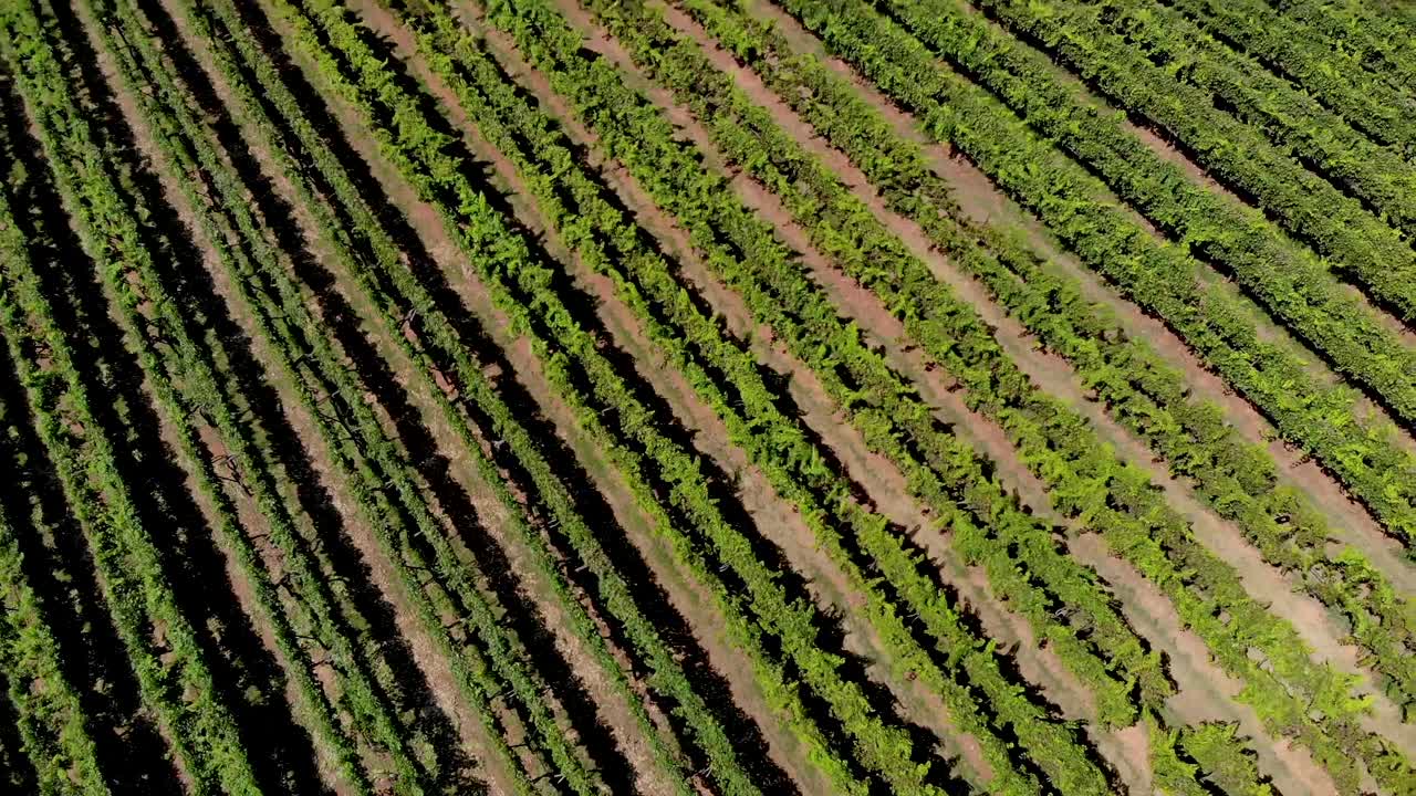 Aerial view of vineyard in Georgia