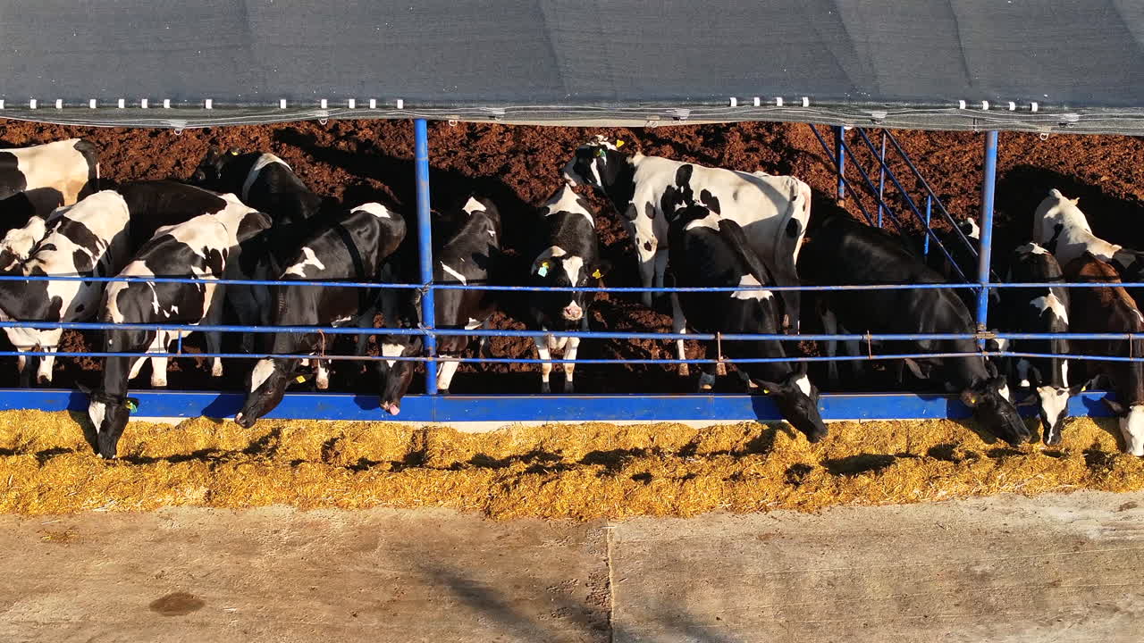 Sustainable Dairy Farming: Efficient Open-Air Livestock Management