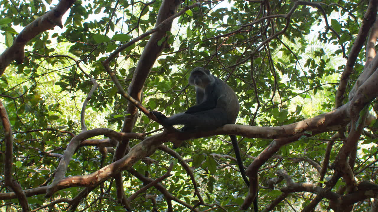 mono azul que se enfría en lo alto de una rama de un árbol en el bosque tropical de jozani, zanzíbar