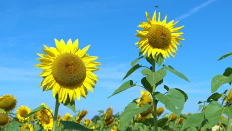 zoom out from of sunflowers with bees on a big sunflowers field from a low perspective